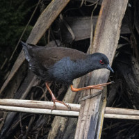 Spotless Crake